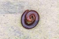 Sams Hobart Millipedes Control  image 1